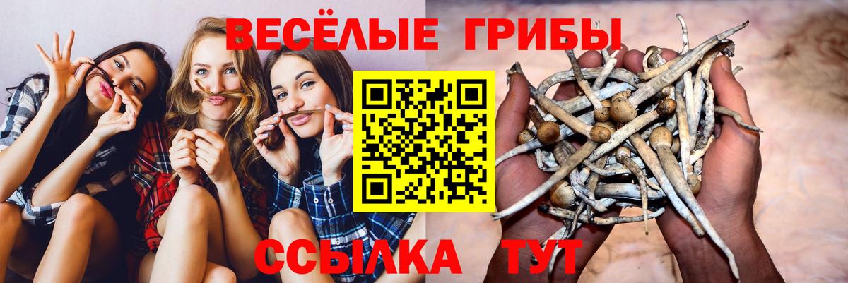 Псилоцибиновые грибы мицелий  купить закладку  Советский  Вход с VPN  Псилоцибиновые грибы Psilocybe 